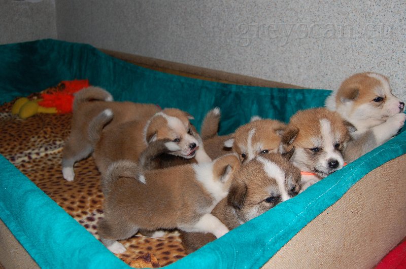 2 akití-očička.jpg